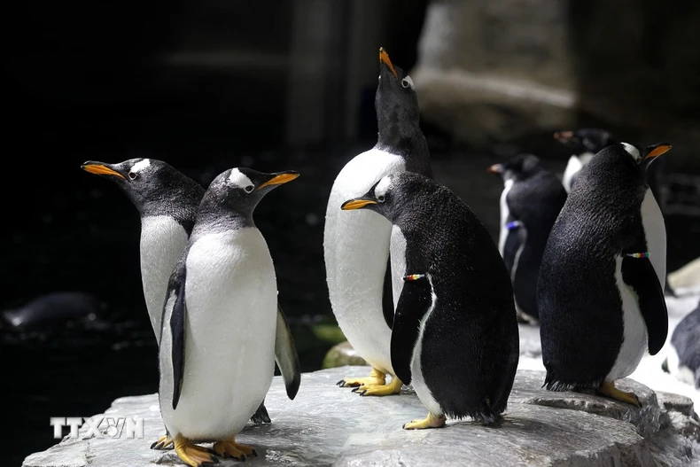 Chim cánh cụt Adelie. (Ảnh: AFP/TTXVN)