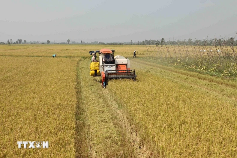 Sản xuất lúa gạo ở tỉnh An Giang. (Ảnh: Vũ Sinh/TTXVN)