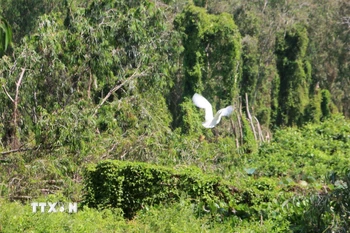 Rừng tràm Trà Sư có hệ động vật phong phú, với 70 loài chim thuộc 13 bộ và 31 họ, có 2 loài chim được ghi trong Sách Đỏ Việt Nam. (Ảnh: Công Mạo/TTXVN)