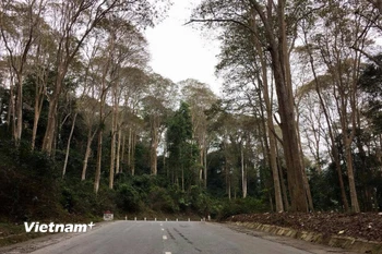 Rừng săng lẻ ở Vườn Quốc gia Pù Mát. (Ảnh: Hồng Hạnh/Vietnam+)