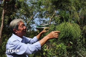 Đến nay, thầy Thống đã nhân giống được hơn 2.500 cây thủy tùng, góp phần bảo tồn nguồn gene quý. (Ảnh: Thu Hiền/TTXVN)