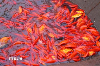 Năm nay thời tiết thuận lợi, cá phát triển tốt. (Ảnh: Công Luật/TTXVN)