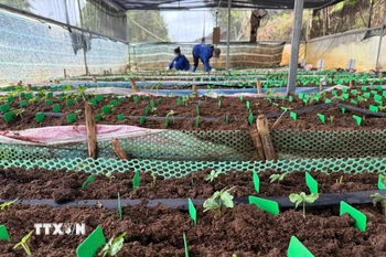 Sâm nuôi cấy mô trong nhà màng của Công ty Cổ phần rượu sâm Ngọc Linh Kon Tum. (Ảnh: Cao Nguyên/ TTXVN)