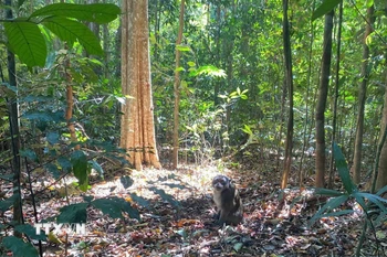 Bộ phận Cứu hộ và Bảo tồn của Vườn Quốc gia Bù Gia Mập tái thả con khỉ về môi trường tự nhiên. (Ảnh: TTXVN phát)