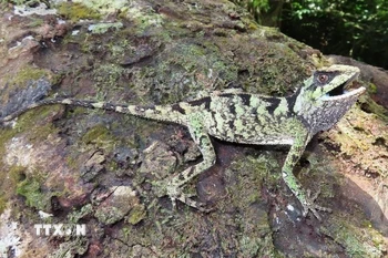 Thằn lằn Ô rô cường Acanthosaura cuongi Ngo, Le, Nguyen, Nguyen, Nguyen, Phan, Nguyen, Ziegler and Do, 2025 được phát hiện ở các tỉnh Khánh Hòa và Phú Yên. (Ảnh: TTXVN phát)