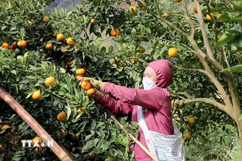Người dân thu hoạch quýt Nam Sơn bằng cách đổi công giữa các hộ gia đình. (Ảnh: Thanh Hải/TTXVN)