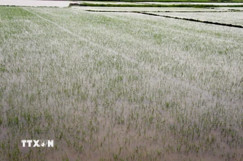 Mưa lớn khiến lúa bị chìm trong nước. Ảnh minh họa. (Ảnh: Tá Chuyên/TTXVN)