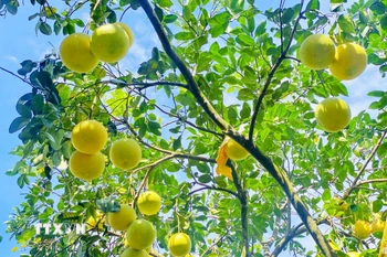 “Bưởi Phúc Trạch” cũng là một trong những sản phẩm nông nghiệp nổi bật của Việt Nam được Liên minh châu Âu (EU) bảo hộ chỉ dẫn địa lý. (Ảnh: Hữu Quyết/TTXVN)