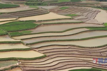 Ngắm nhìn vẻ đẹp ruộng bậc thang mùa nước đổ ở Cao Phạ