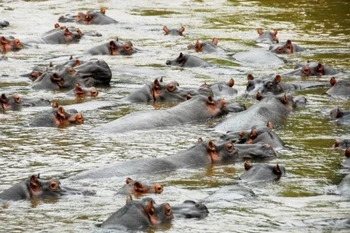 (Nguồn: Shutterstock)