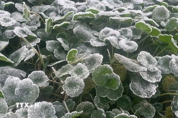 Nhiệt độ giảm sâu xuống dưới 0°C, có thời điểm xuống dưới âm 5°C, khiến băng giá xuất hiện dày đặc trên cây cối, thảm cỏ. (Ảnh: TTXVN phát)