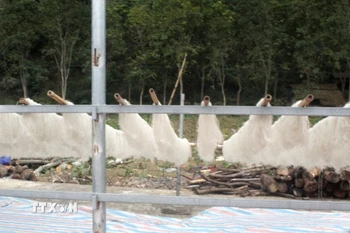 Phơi miến dong. (Nguồn: TTXVN)