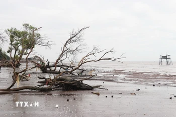 Đai rừng phòng hộ biển Gò Công trước kia dày vài chục mét, nay bị sóng biển làm xói lở nghiêm trọng. (Ảnh: Hữu Chí/TTXVN)