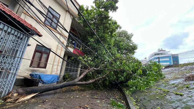 Mưa bão gây đổ cây tại Hà Nội. (Ảnh: PV/Vietnam+)