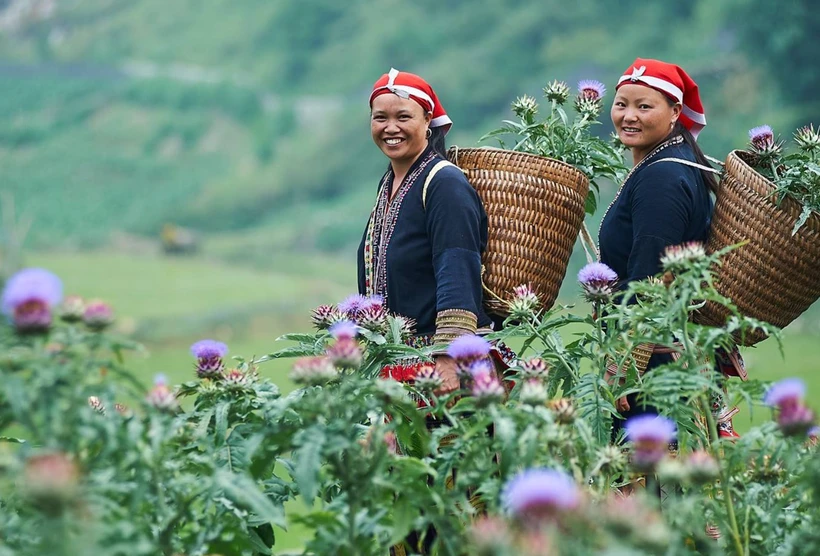 Những người phụ nữ dân tộc Dao tham gia dự án GREAT nhằm hướng tới sự phát triển kinh tế và bình đẳng giới. (Ảnh: Australian Aid)