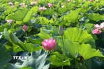 Thời điểm này, đi đến nơi nào ở Ninh Bình đều dễ dàng bắt gặp các đầm sen khoe sắc làm say lòng du khách gần xa. (Ảnh: Thùy Dung/TTXVN)
