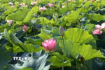 Thời điểm này, đi đến nơi nào ở Ninh Bình đều dễ dàng bắt gặp các đầm sen khoe sắc làm say lòng du khách gần xa. (Ảnh: Thùy Dung/TTXVN)