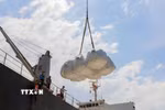 Việt Nam đã có mặt trong nhóm các nước xuất khẩu gạo sang Israel, song thị phần vẫn còn khá khiêm tốn, chỉ chiếm khoảng 2,2% đến 3% tổng lượng gạo nhập khẩu. (Ảnh: Công Mạo/TTXVN)