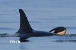 Cá voi sát thủ. (Ảnh: WhaleResearch/ TTXVN)