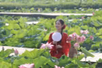 Du khách say lòng với những đầm sen khoe sắc tại Ninh Bình