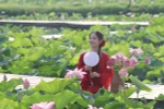 Du khách say lòng với những đầm sen khoe sắc tại Ninh Bình