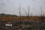 Cháy rừng do hạn hán tại bang Rondonia (Brazil) hồi năm ngoái. (Ảnh: THX/TTXVN)