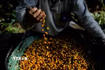 Nông dân thu hoạch càphê tại Espírito Santo (Brazil). (Ảnh: AFP/TTXVN)