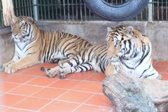 Nghệ An: Thông tin chính thức về các cá thể hổ bị công an thu giữ