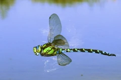 Báo động nguy cơ chuồn chuồn tuyệt chủng do môi trường sống bị đe dọa