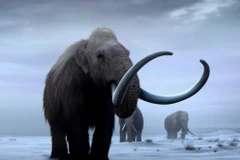 [Video] Giải mã ADN loài voi ma mút sống cách đây hơn 1 triệu năm