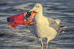 Báo động tình trạng chim biển nuốt phải phụ gia nhựa độc hại