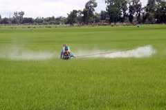Khuyến cáo về thời gian kết thúc xuống giống lúa vụ Thu Đông