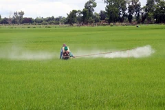 Khuyến cáo về thời gian kết thúc xuống giống lúa vụ Thu Đông