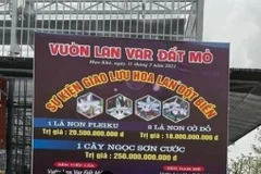 Công an, thuế vào cuộc xác minh vụ bán lan đột biến giá 250 tỷ đồng