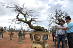 Bình Định: Quảng bá giá trị nghệ thuật của cây mai vàng 