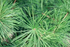 Hàn Quốc dùng công nghệ sử dụng lá thông để đo ô nhiễm không khí