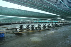 Linh hoạt thị trường, xuất khẩu tôm kỳ vọng khởi sắc trong năm 2021