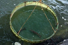 Xây dựng chỉ dẫn địa lý cho sản phẩm thương hiệu tôm sú Cà Mau