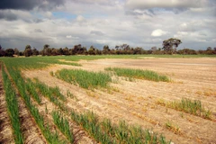 Ngăn chặn tình trạng nhiễm mặn đất vì một tương lai bền vững