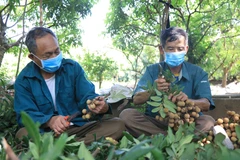 Người dân trồng nhãn Hưng Yên thu hoạch nhãn. (Ảnh: Đinh Tuấn/TTXVN)