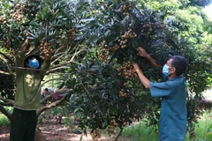 Người dân Hưng Yên thu hoạch nhãn tại vườn gia đình. (Ảnh: Đinh Tuấn/TTXVN)