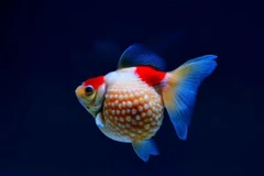 [Video] Nghệ thuật nuôi cá vàng nức tiếng ở Phúc Kiến của Trung Quốc