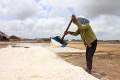 Thời tiết bất thường, muối rớt giá, diêm dân Bến Tre gặp khó khăn