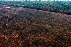 WWF: Diện tích rừng biến mất trong thập kỷ qua lớn hơn cả nước Đức