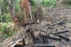 Phú Yên yêu cầu làm rõ vụ phá rừng phòng hộ Sơn Hòa như TTXVN phản ánh