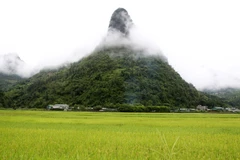 [Photo] Quyến rũ mùa vàng trên cánh đồng Mường Khương ở Lào Cai