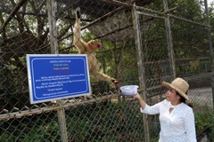 Phạt 10 triệu đồng đối tượng nuôi nhốt cá thể khỉ đuôi dài trái phép