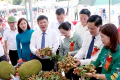 Sơn La tìm đầu ra cho nhãn, xoài trong tình hình dịch COVID-19