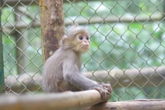 Vườn quốc gia Cúc Phương tiếp nhận 2 cá thể voọc xám quý hiếm