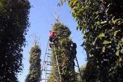Thu hoạch hồ tiêu. (Ảnh: Hoàng Nhị/TTXVN)